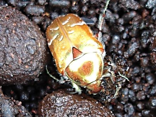 Réf. 4 441 : Cetonia aurata aurata