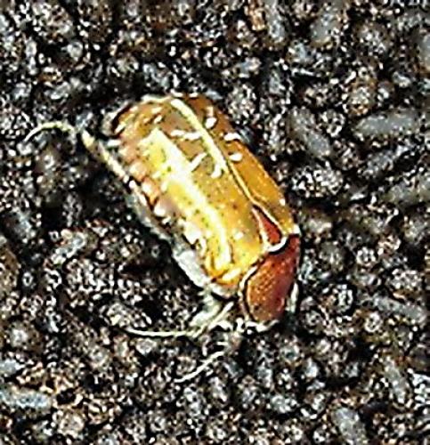 Cetonia aurata aurata