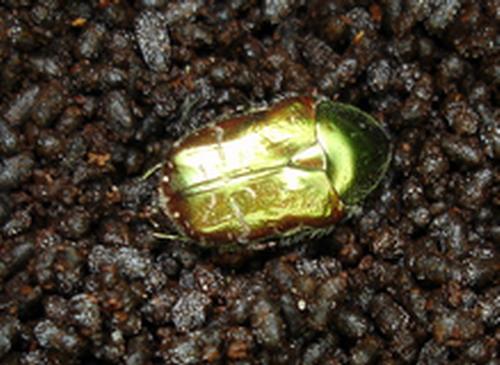 Réf. 4 501 : Cetonia aurata aurata