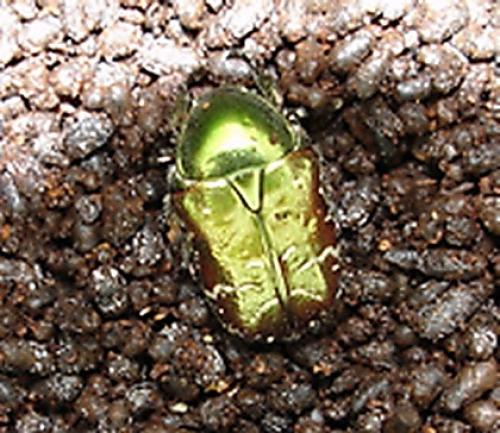 Cetonia aurata aurata
