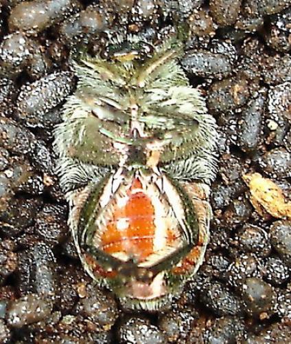 Cetonia aurata aurata