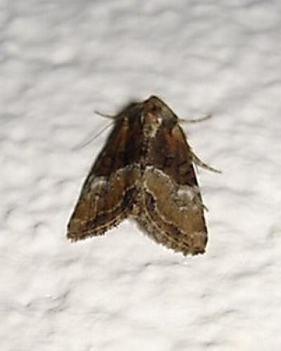 Réf. 4 630 : Mesoligia furuncula