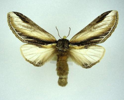 Réf. 4 559 : Pheosia tremula