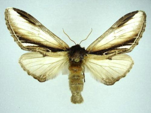 Pheosia gnoma