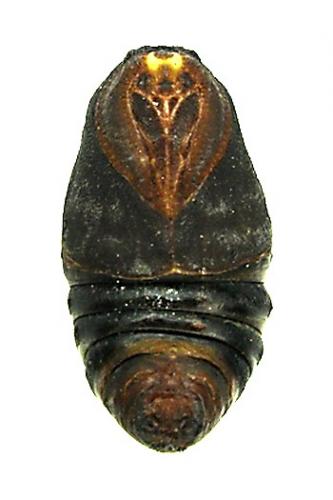 Réf. 4 598 : Saturnia pavonia