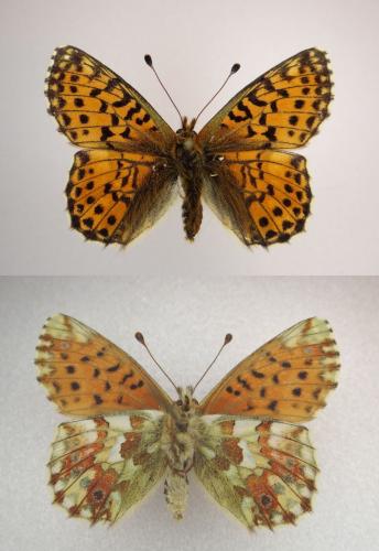 Réf. 4 044 : Boloria pales