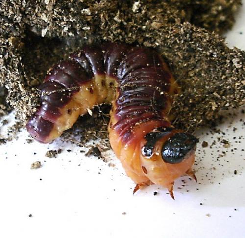Cossus cossus