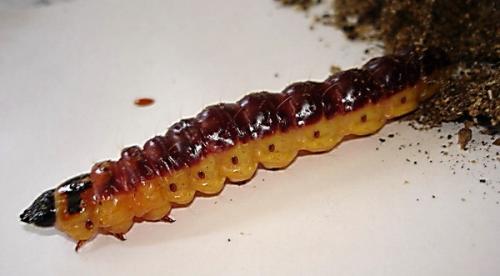 Cossus cossus