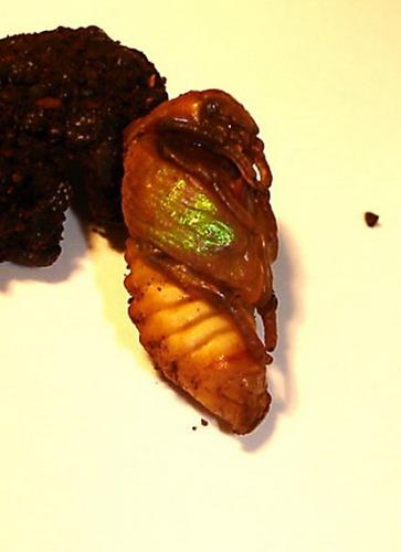 Réf. 4 881 : Cetonia aurata aurata