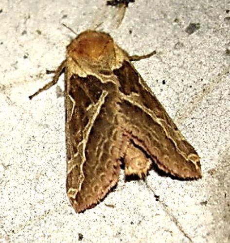 Triodia sylvina