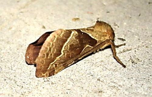 Triodia sylvina