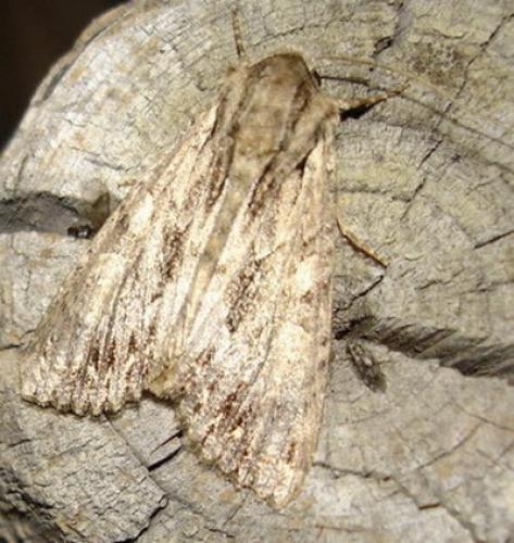 Apamea sp.