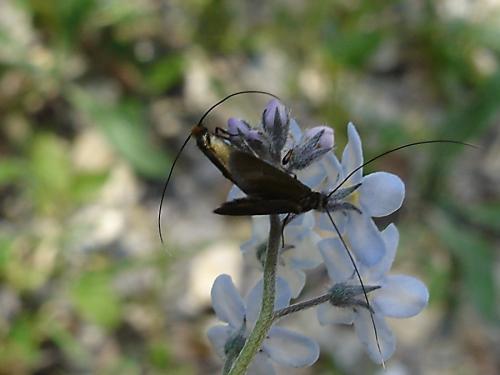 Adela sp.