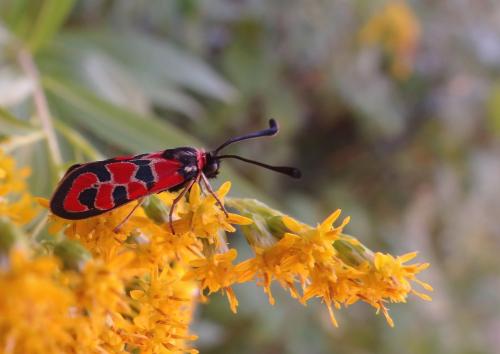 Zygaena fausta