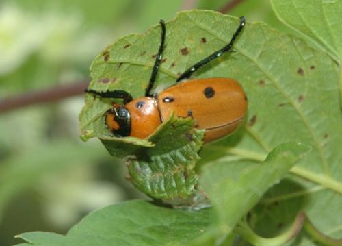 Réf. 4 264 : Pelidnota punctata