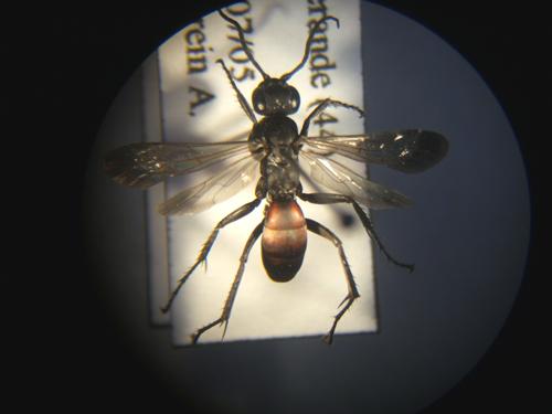 Réf. 4 349 : Anoplius infuscatus
