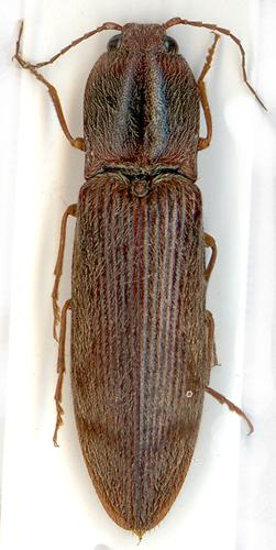 Réf. 4 257 : Stenagostus rhombeus