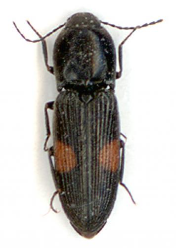 Cardiophorus biguttatus