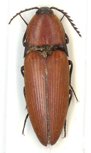 Elater ferrugineus