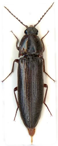 Réf. 4 256 : Melanotus villosus