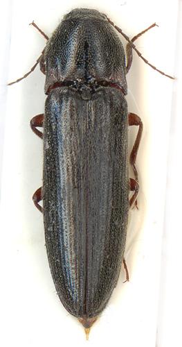 Melanotus crassicollis