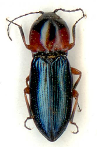 Cardiophorus cyanipennis