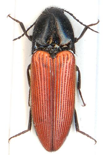 Réf. 4 255 : Ampedus sanguineus