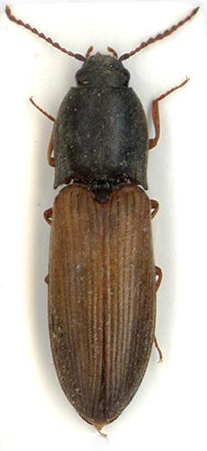 Agriotes ustulatus