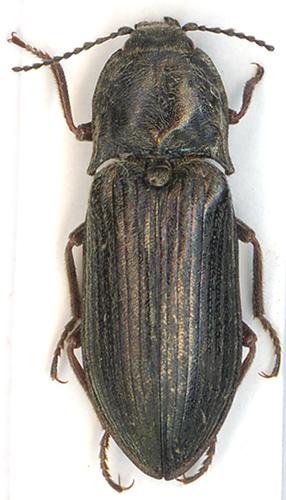 Selatosomus latus
