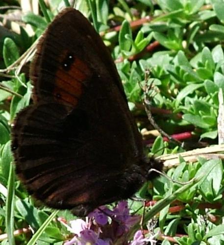 Réf. 4 596 : Erebia meolans