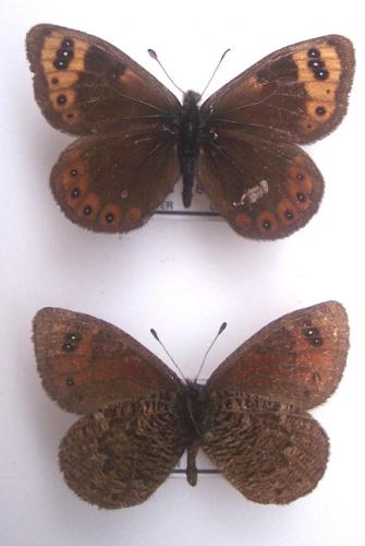 Erebia epistygne