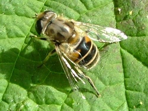 Eristalis arbustorum