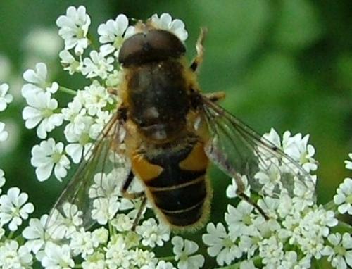Eristalis nemorum