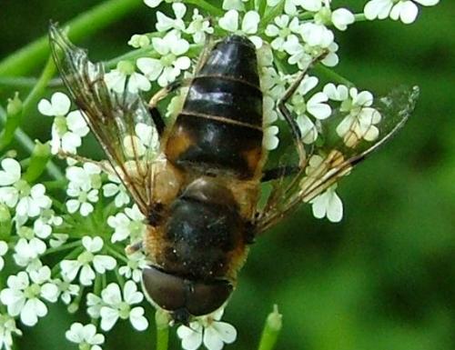 Eristalis pertinax