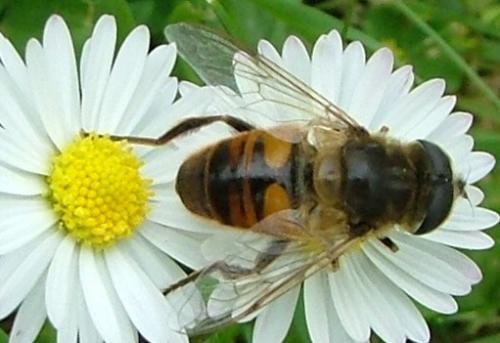 Eristalis tenax