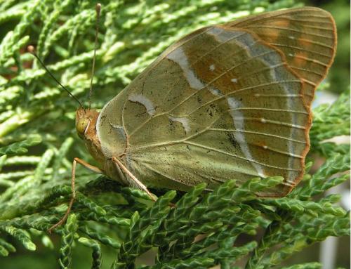 Argynnis pandora