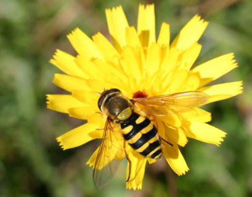 Réf. 4 458 : Syrphus sp.