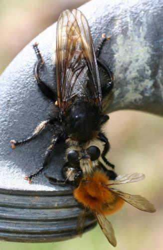 Laphria gibbosa