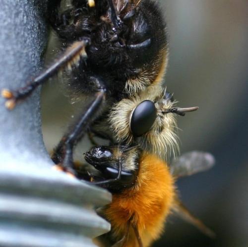 Laphria gibbosa