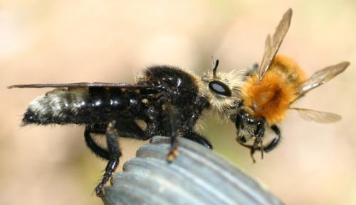 Réf. 4 507 : Laphria gibbosa