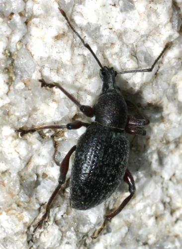 Otiorhynchus sp.