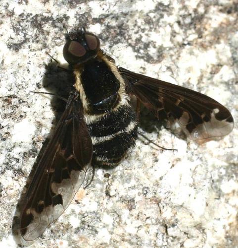 Hemipenthes sp.