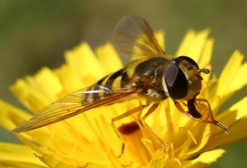 Réf. 4 478 : Syrphus sp.