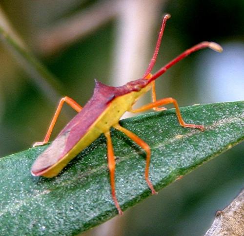 Gonocerus insidiator