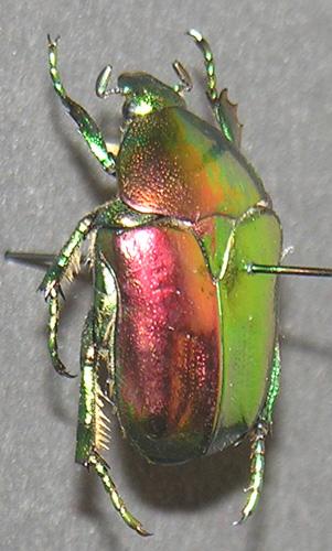 Eupotosia affinis