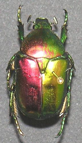 Eupotosia affinis