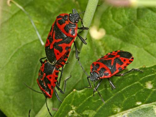 Eurydema ventralis