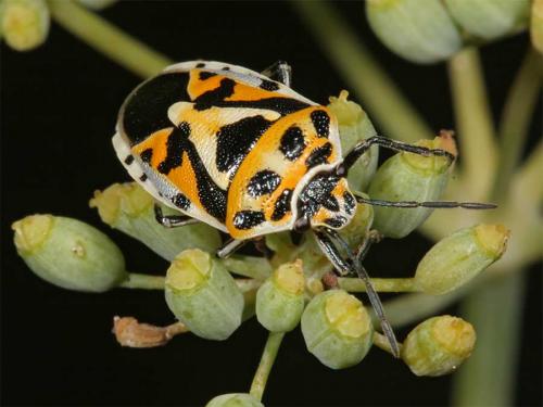Réf. 4 925 : Eurydema ornata