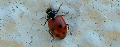 Hippodamia variegata