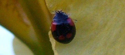 Réf. 4 128 : Adalia bipunctata bipunctata